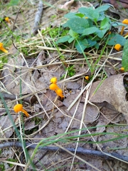 Cantharellus minor