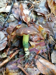 Xerocomellus pruinatus