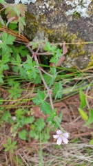 Geranium seemannii
