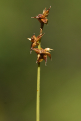 Carex interior