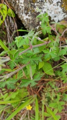 Geranium seemannii