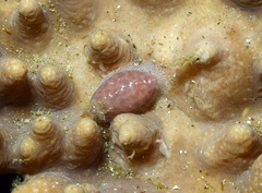 Procalpurnus semistriatus