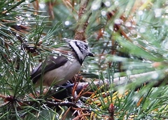 Lophophanes cristatus