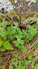 Geranium seemannii