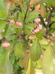 Euonymus atropurpureus