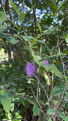 Buddleja davidii