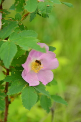 Parhelophilus obsoletus