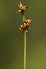 Carex interior