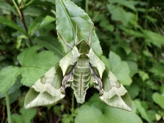 Callambulyx tatarinovii