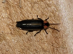 Lampyrinae
