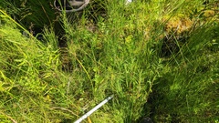 Carex interior