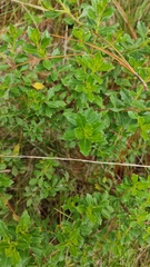 Baccharis conferta