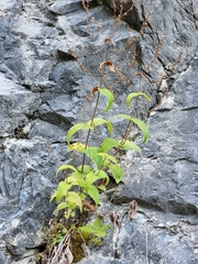 Veronica urticifolia