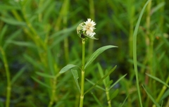 Alternanthera