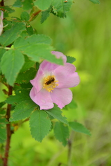 Parhelophilus obsoletus