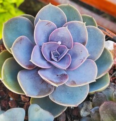 Echeveria gibbiflora × potosina