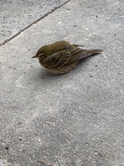 Anthus hodgsoni