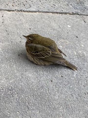Anthus hodgsoni