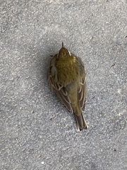 Anthus hodgsoni