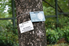 Koelreuteria bipinnata
