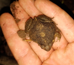 Physalaemus biligonigerus