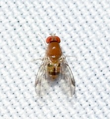 Leucophenga varia