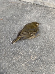 Anthus hodgsoni
