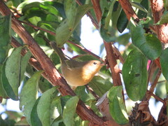 Geothlypis trichas