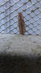 Spodoptera eridania