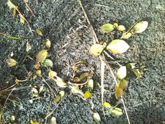 Potamogeton polygonifolius