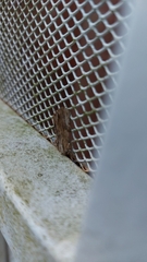 Spodoptera eridania