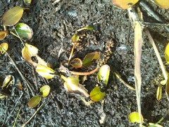 Potamogeton polygonifolius