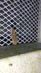 Spodoptera eridania