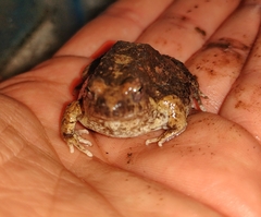 Physalaemus biligonigerus