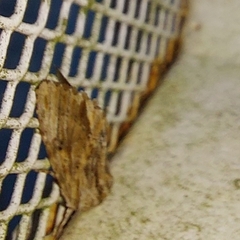 Spodoptera eridania