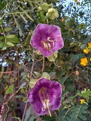 Cobaea scandens