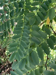 Robinia