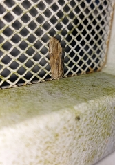 Spodoptera eridania