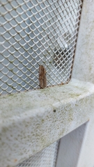 Spodoptera eridania