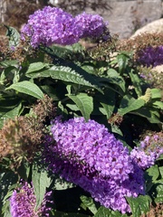 Buddleja