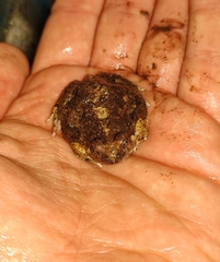 Physalaemus biligonigerus