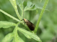 Nemophora albiantennella