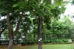Koelreuteria bipinnata