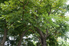 Koelreuteria bipinnata