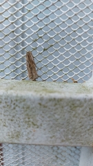 Spodoptera eridania