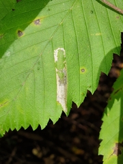 Phyllonorycter argentinotella