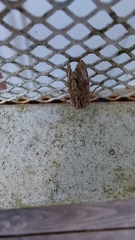 Spodoptera eridania