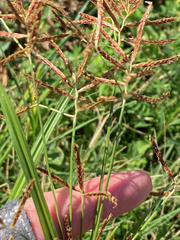Cyperus rotundus