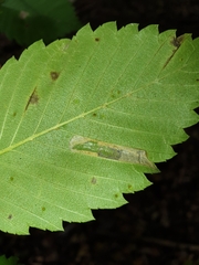 Phyllonorycter argentinotella