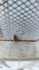 Spodoptera eridania